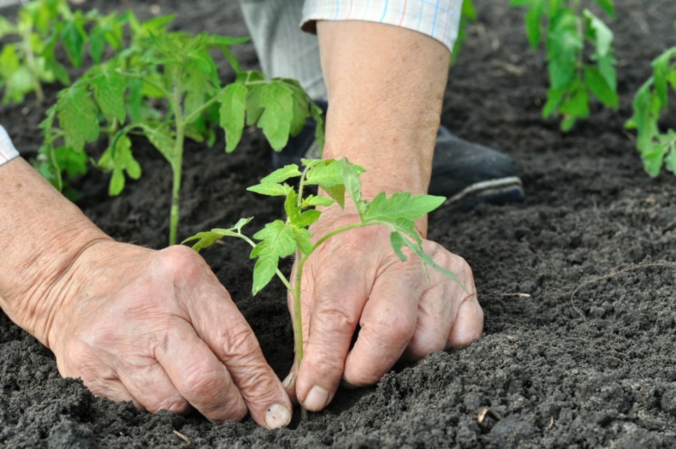 Tuinplezier - Hoe u uw eigen groenten kunt verbouwen