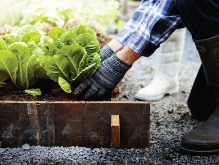 Moestuin in tijden van Corona