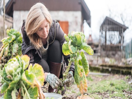 Tuinieren in de winter: dit zijn de mogelijkheden